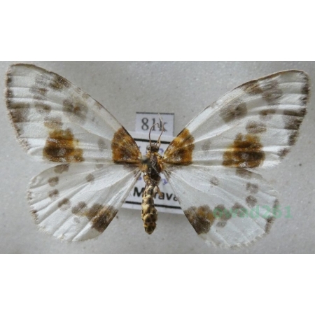 Abraxas sylvata (Scopoli, 1763) Plamiec leśniak Czech81k